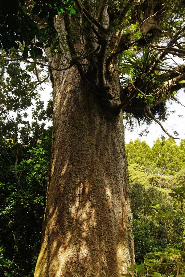 Coromandel - Long Bay Kauri Wald