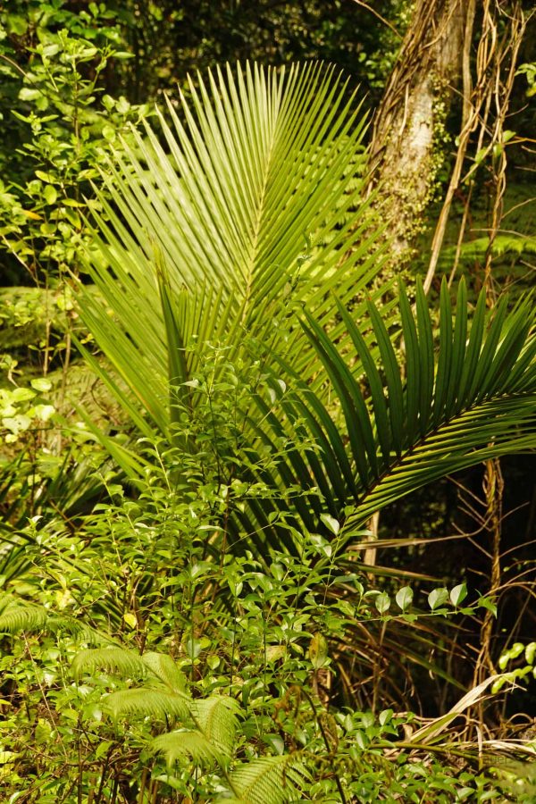 Viele verschiedene Grüntöne im Regenwald