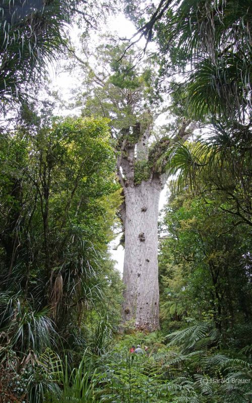 Waipoua Kauri Forest - Tane Mahuta