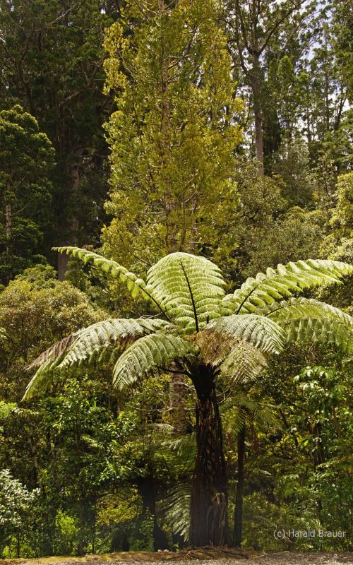 Waipoua Kauri Forest - Riesen Farne