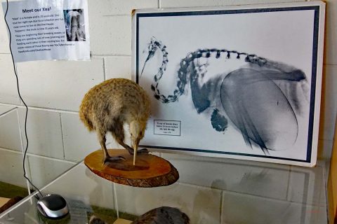 Röntgenaufnahme eines Kiwi