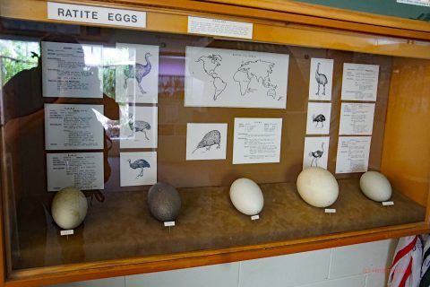 In der Mitte ein Ei des Kiwis.
Im Vergleich das Ei des  Emus (links) oder des afrikanischen Straußes (rechts).