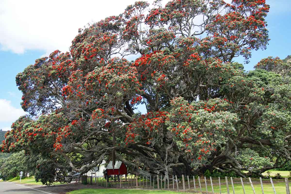 Te Araroa - Pohutakawa